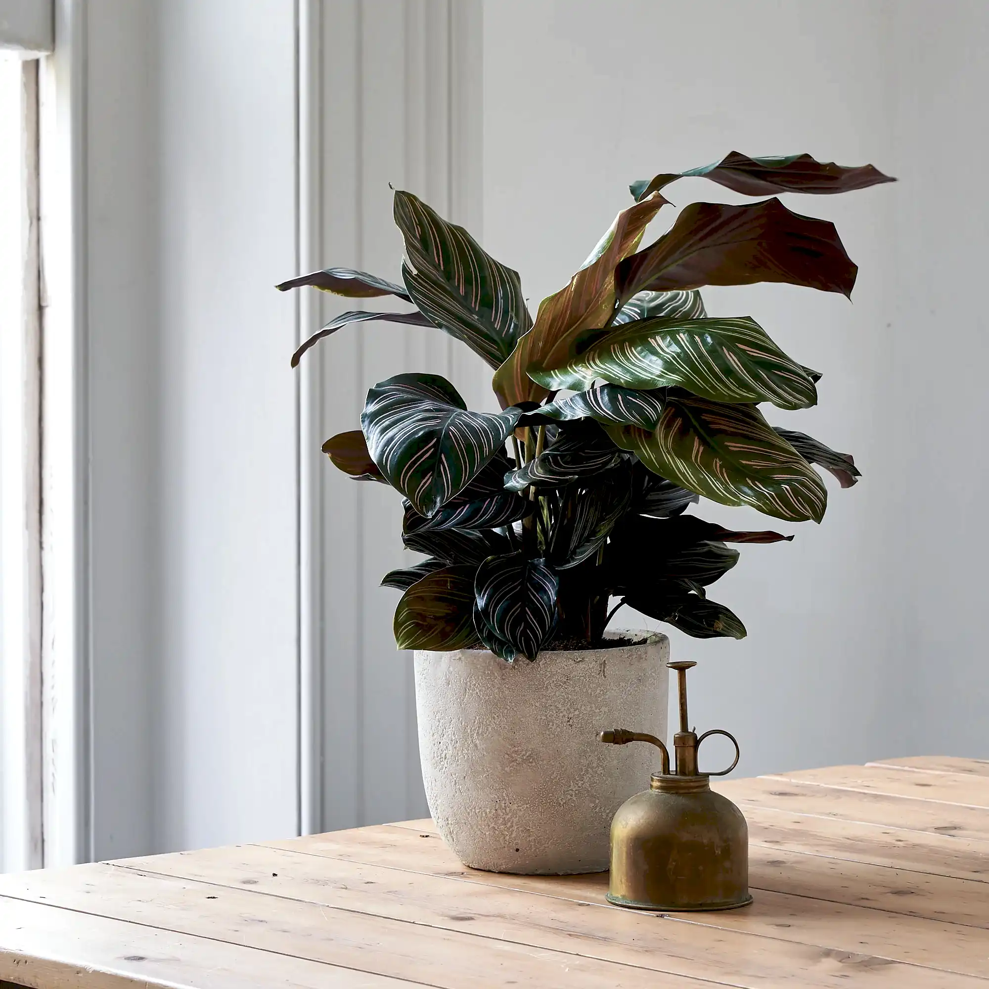 how to care for your calathea ornata or pinstripe plant