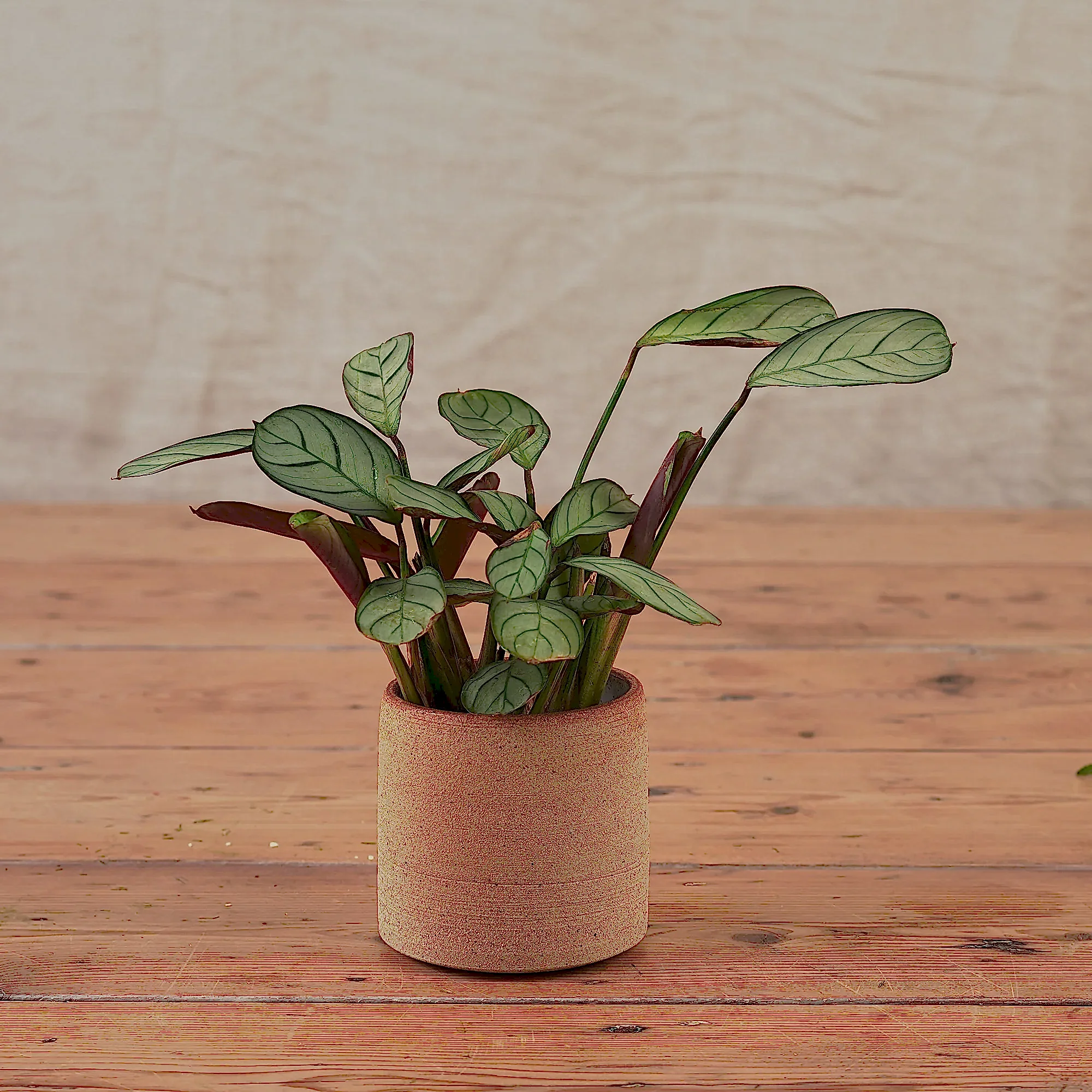 Hand Thrown Ceramic Plant Pot | Small | 3 Glazes Available