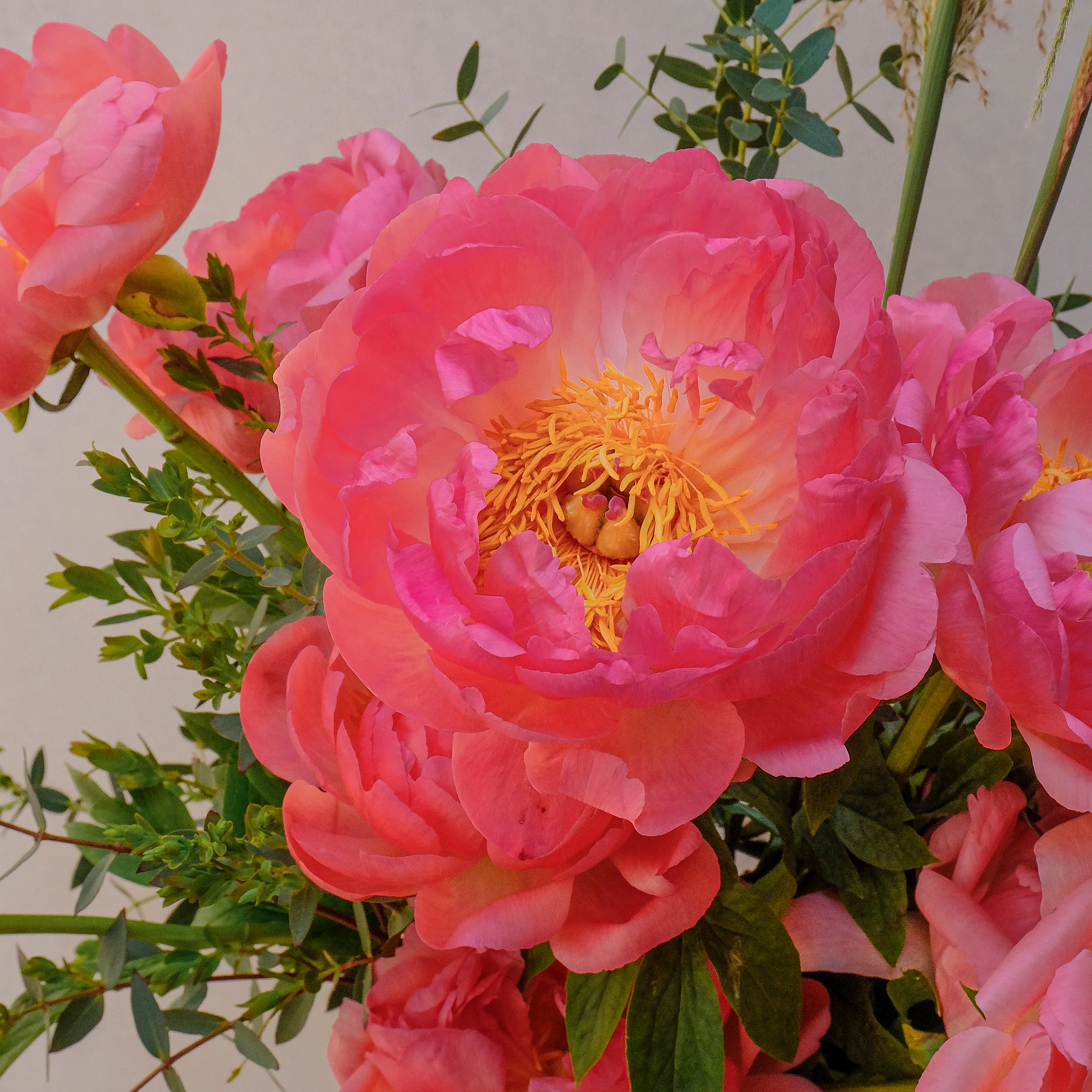 pink peony flower