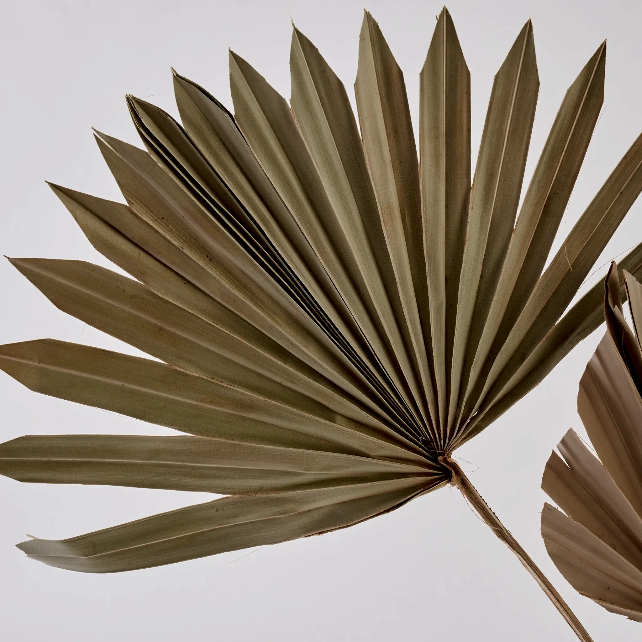 dried palm leaves to buy online