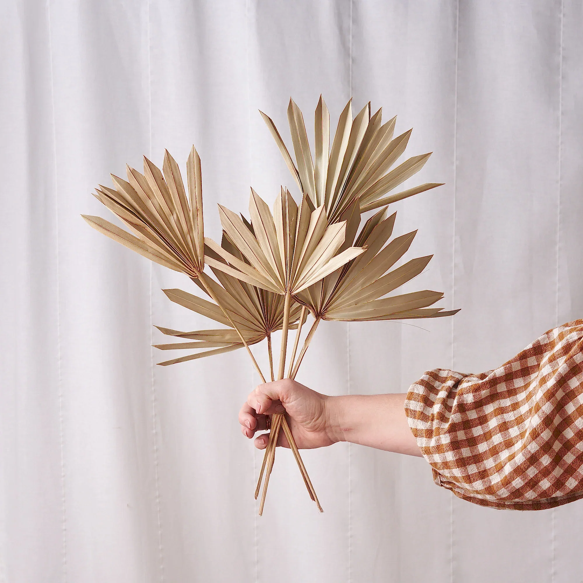 Sun palm natural dried bunch